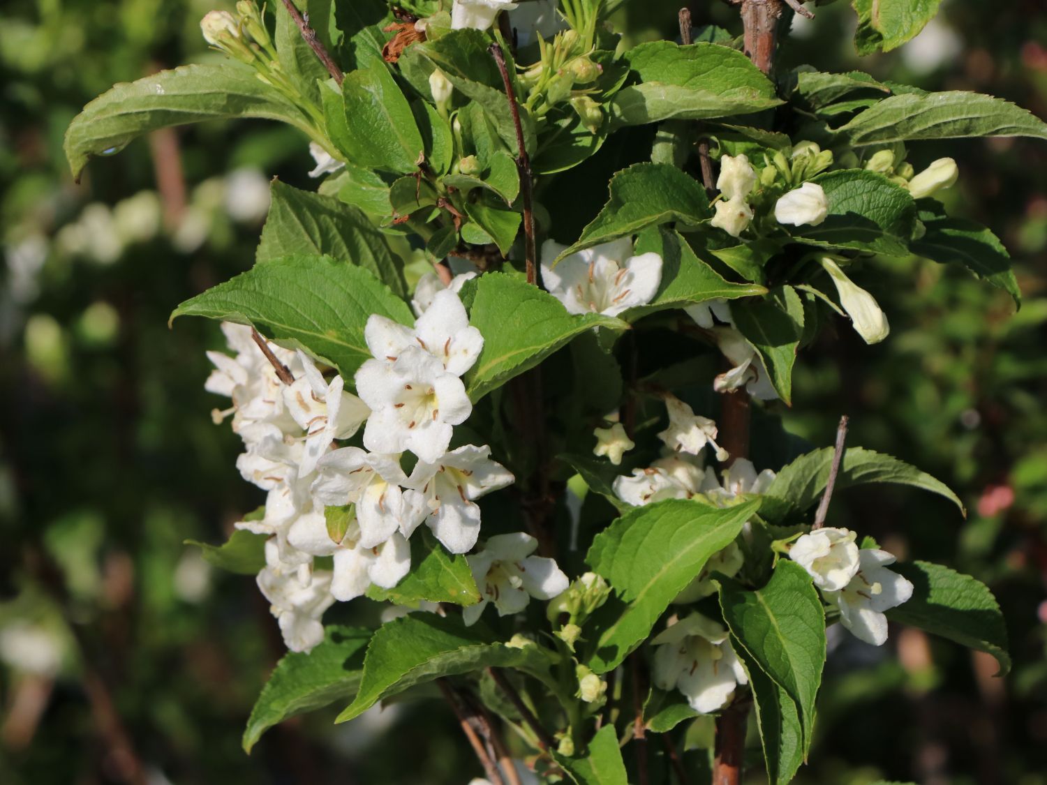 Weigela florida 'Bristol Snowflake'